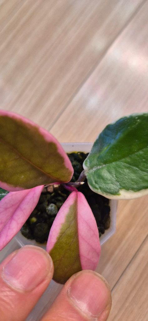 호야 퍼플프라이드 이미지