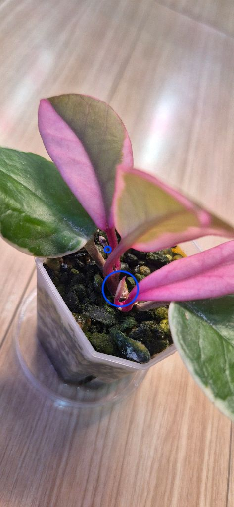 호야 퍼플프라이드 이미지