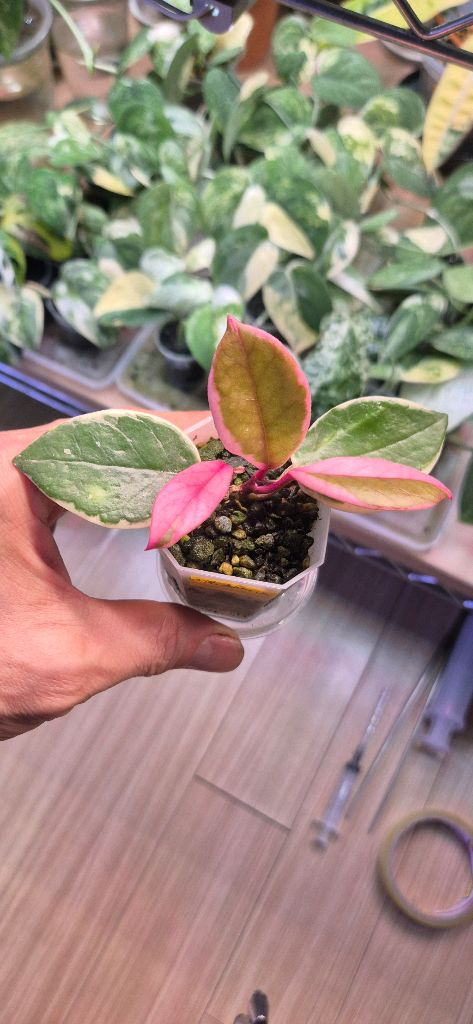 호야 퍼플프라이드 이미지