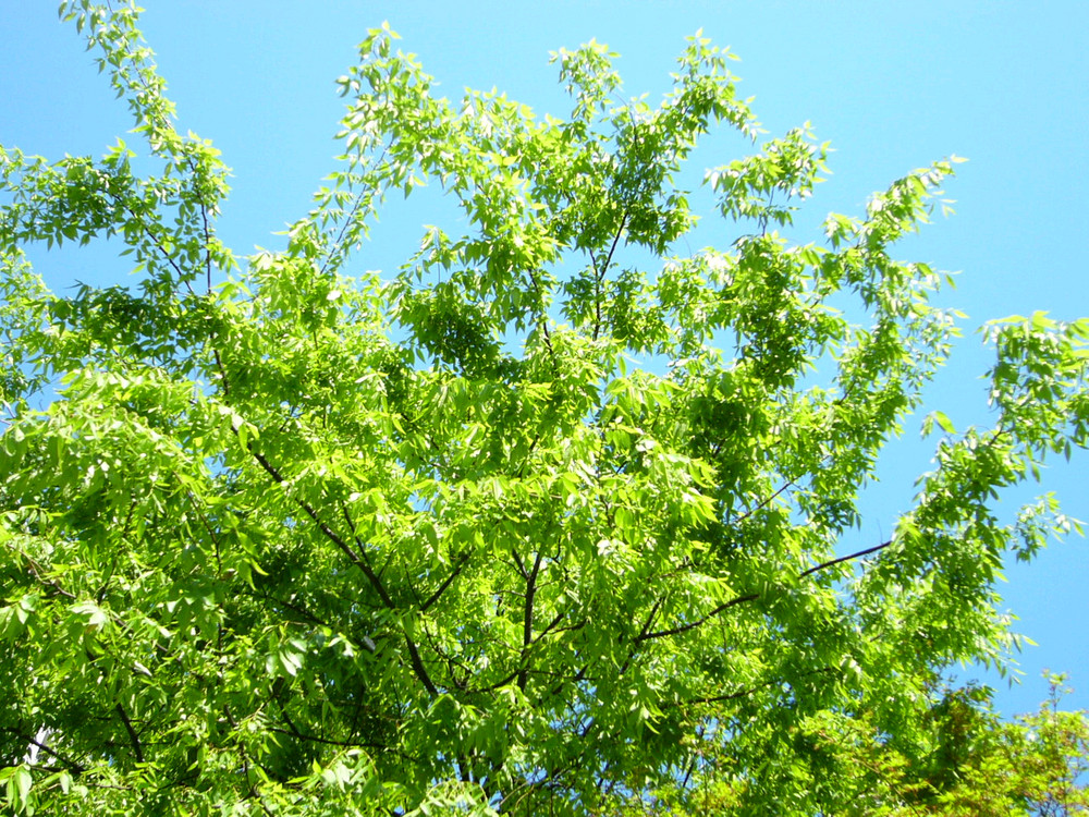 파나소닉 루믹스 DMC-F1 빈티지 디카 이미지