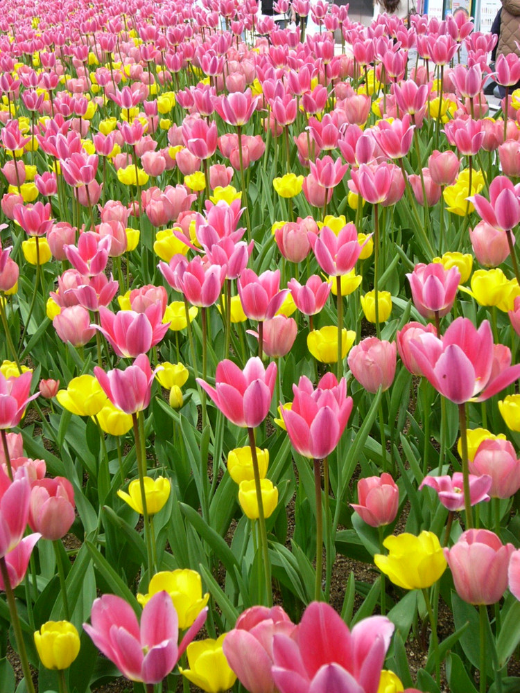 파나소닉 루믹스 DMC-F1 빈티지 디카 이미지