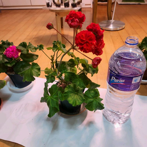 제우스의꽃제라늄 이미지