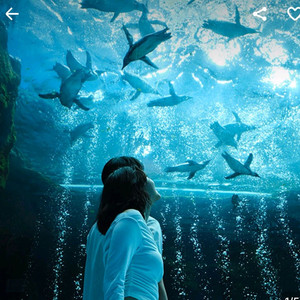 제주 아쿠아플라넷 입장권 큐알코드 최저가 이미지