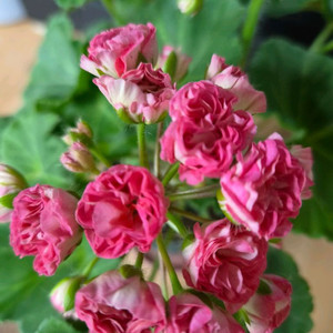 제라늄 챠밍레이지걸 초대품 이미지