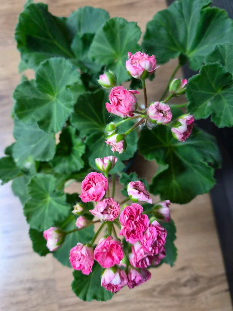 제라늄 챠밍레이지걸 초대품 이미지