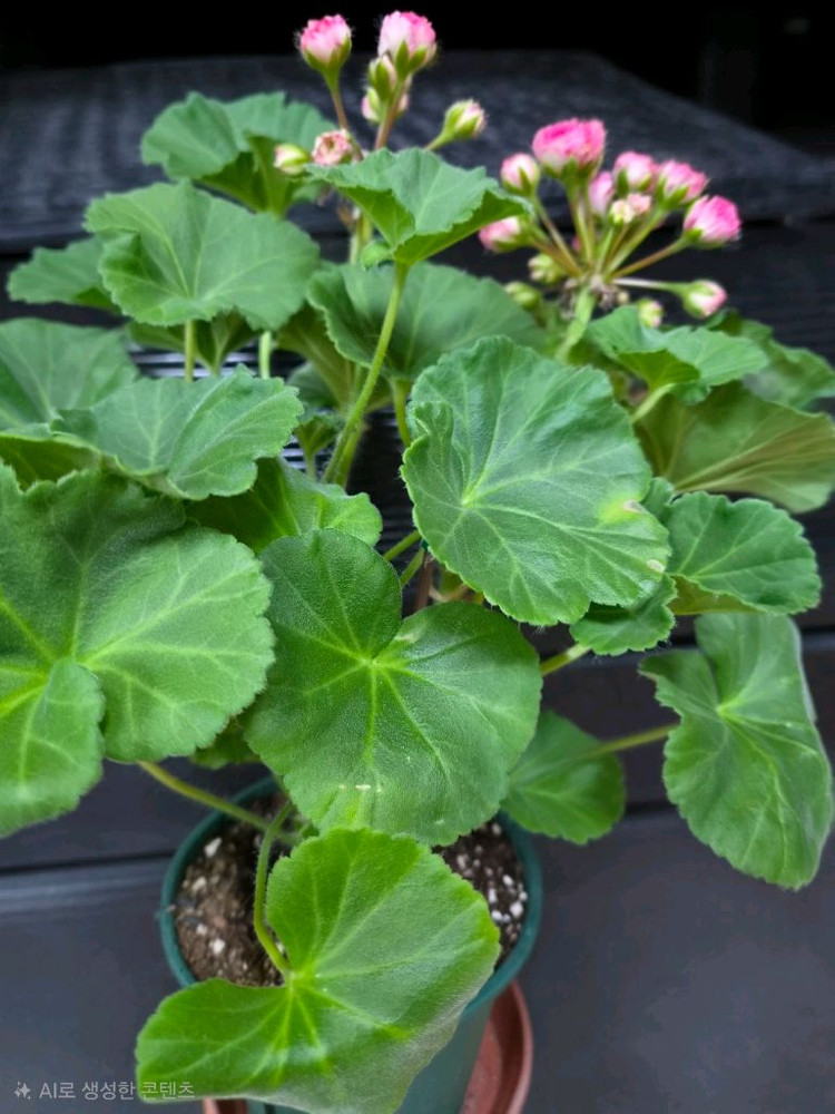 제라늄 챠밍레이지걸 초대품 이미지