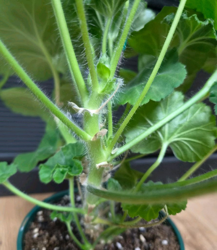 제라늄 챠밍레이지걸 초대품 이미지