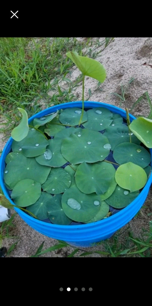 연꽃모종 판매 이미지