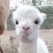 로스트아크 닉네임 삽니당 이미지