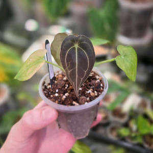 안스리움 포게티(dark) x 파필 퍼플 하이브리드 이미지