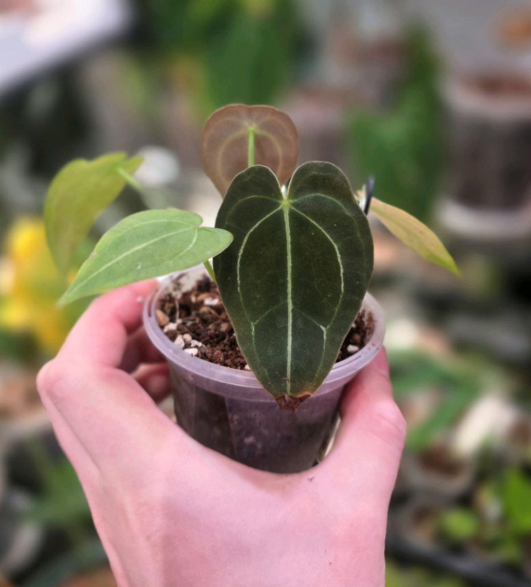 안스리움 포게티(dark) x 파필 퍼플 하이브리드 이미지