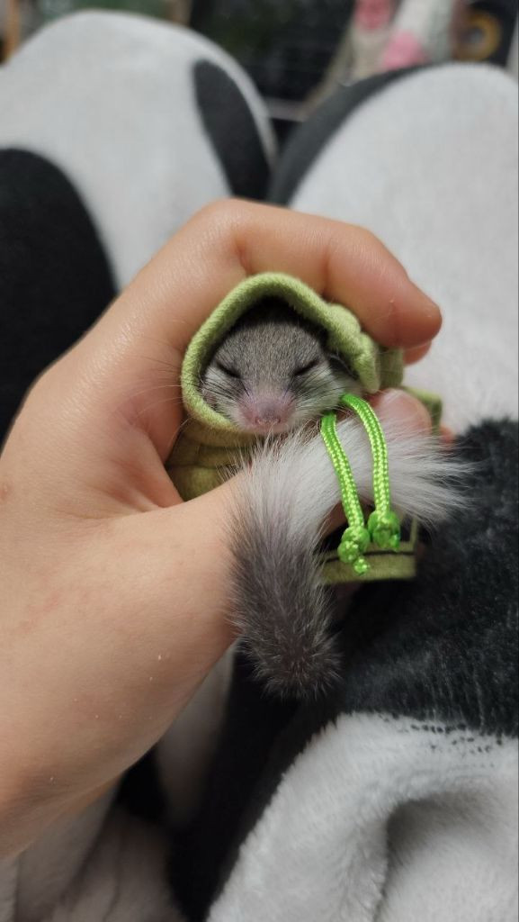 피그미 다람쥐 케이스 및 용품 풀셋트 이미지