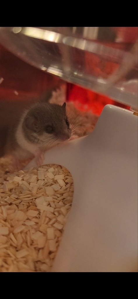 피그미 다람쥐 케이스 및 용품 풀셋트 이미지