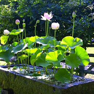 연꽃모종 판매 이미지