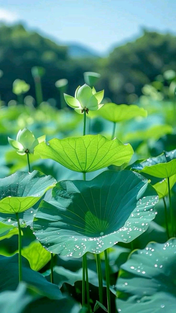 연꽃모종 판매 이미지