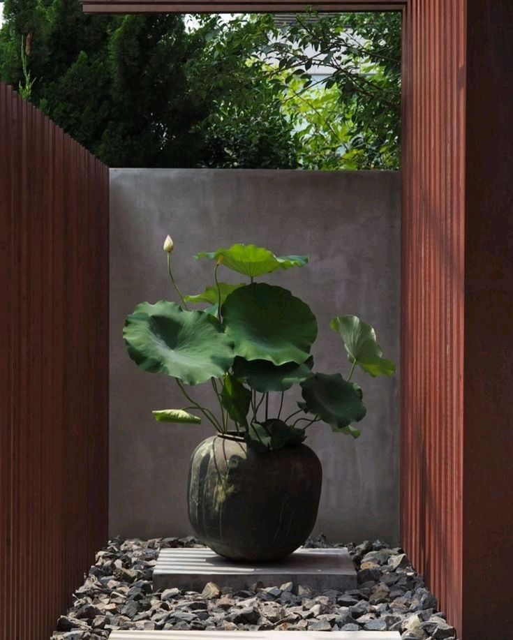 연꽃모종 판매 이미지