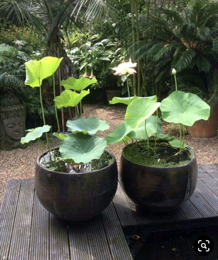 연꽃모종 판매 이미지