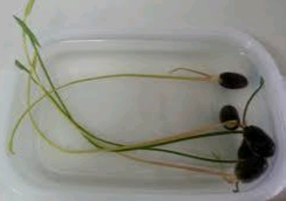 연꽃모종 판매 이미지