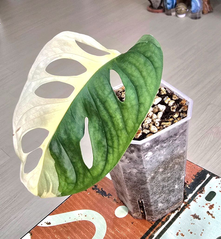 몬스테라 아큐미나타 바리에가타 이미지