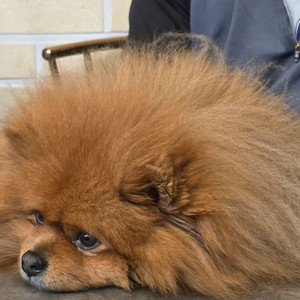 맥미니 m4 기본형 구합니다 이미지