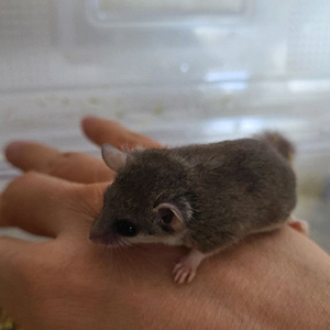 피그미다람쥐 이미지