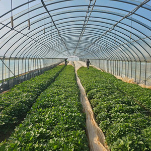 꿀고구마(모종)순 이미지