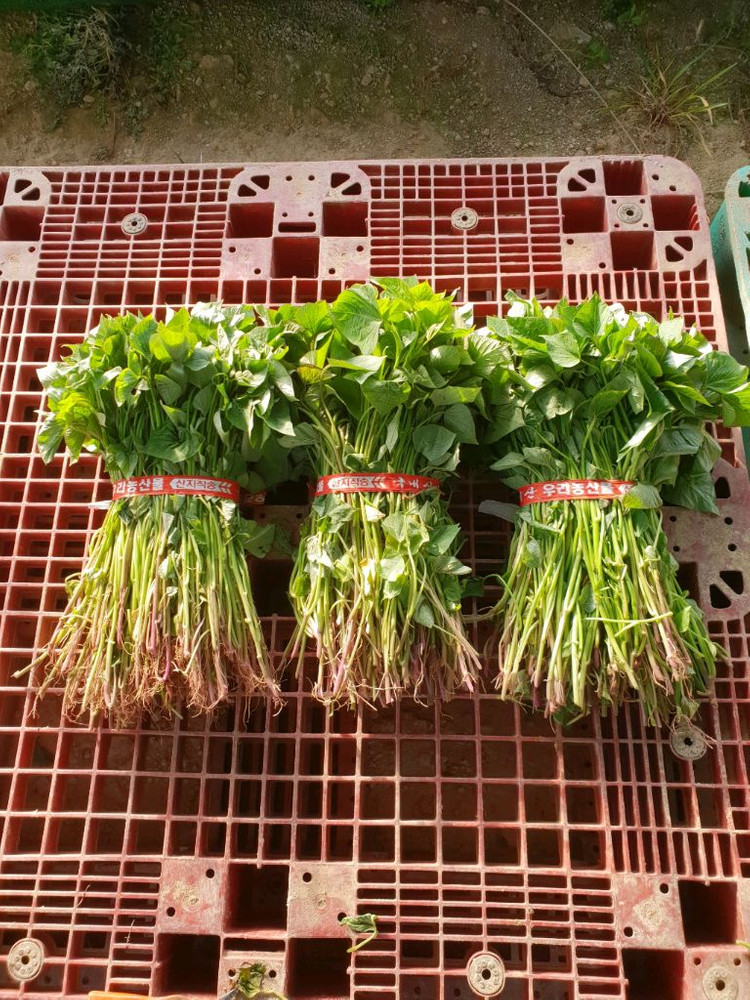 꿀고구마(모종)순 이미지