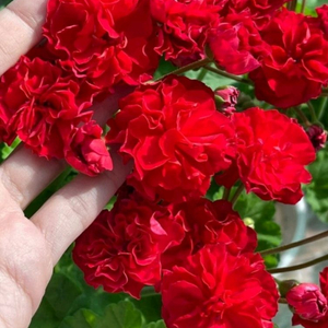 제라늄분양 UG제우스의꽃 대품 이미지