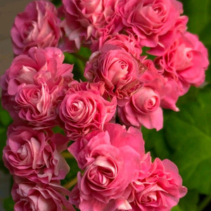 제라늄 잎로맨틱썸 이미지