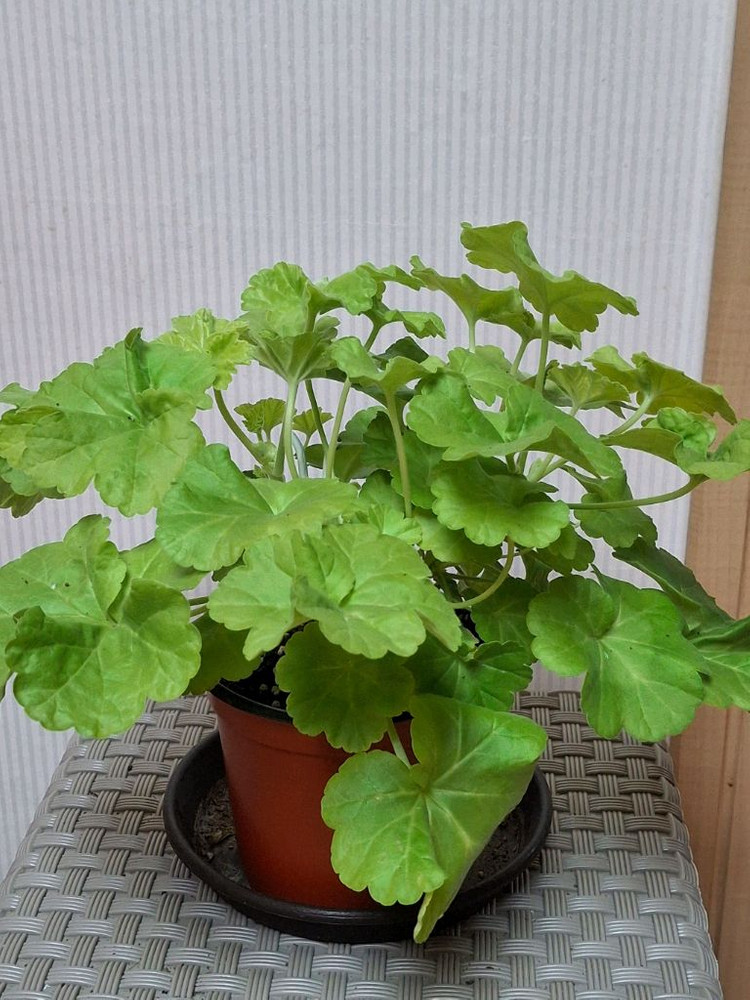 제라늄 잎로맨틱썸 이미지