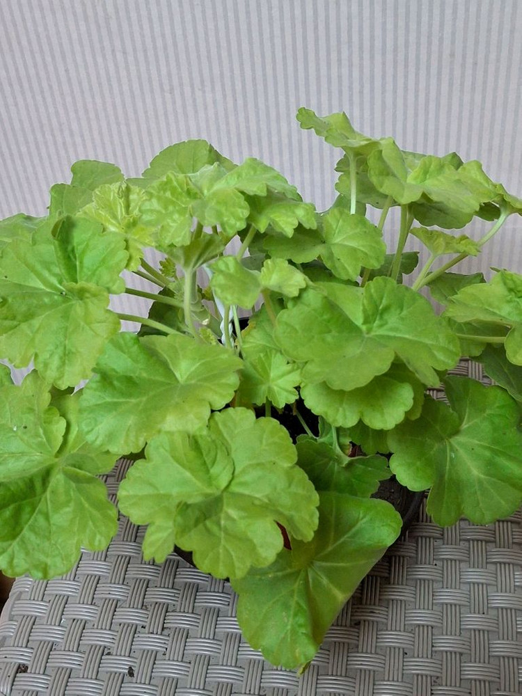 제라늄 잎로맨틱썸 이미지