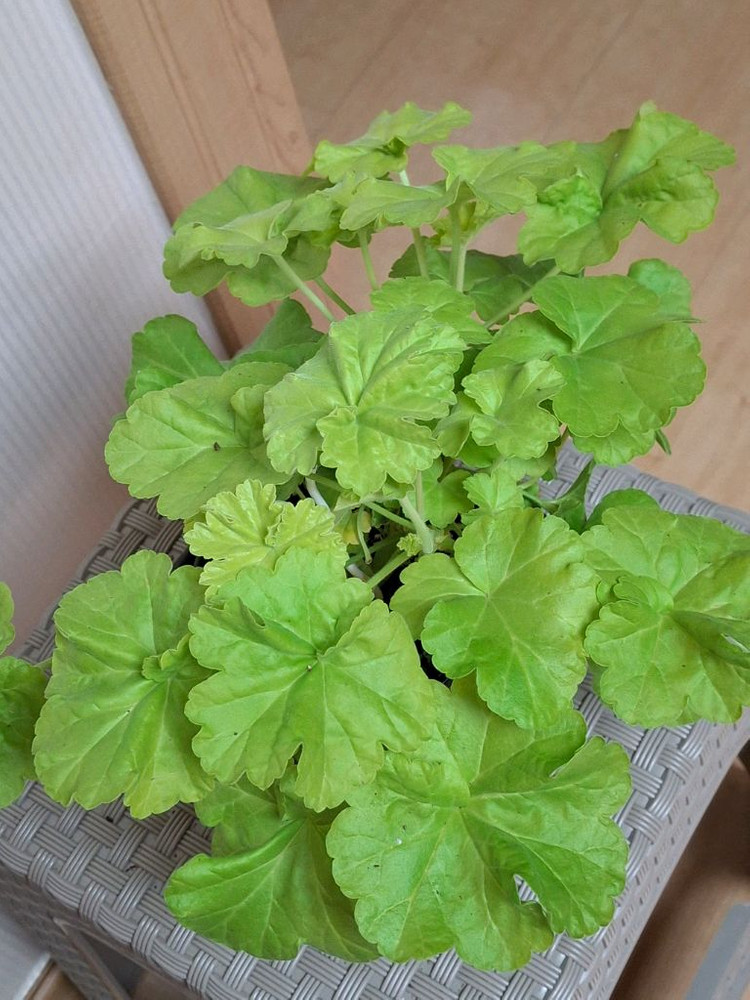 제라늄 잎로맨틱썸 이미지