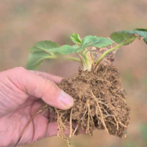 설향딸기모종300원 이미지