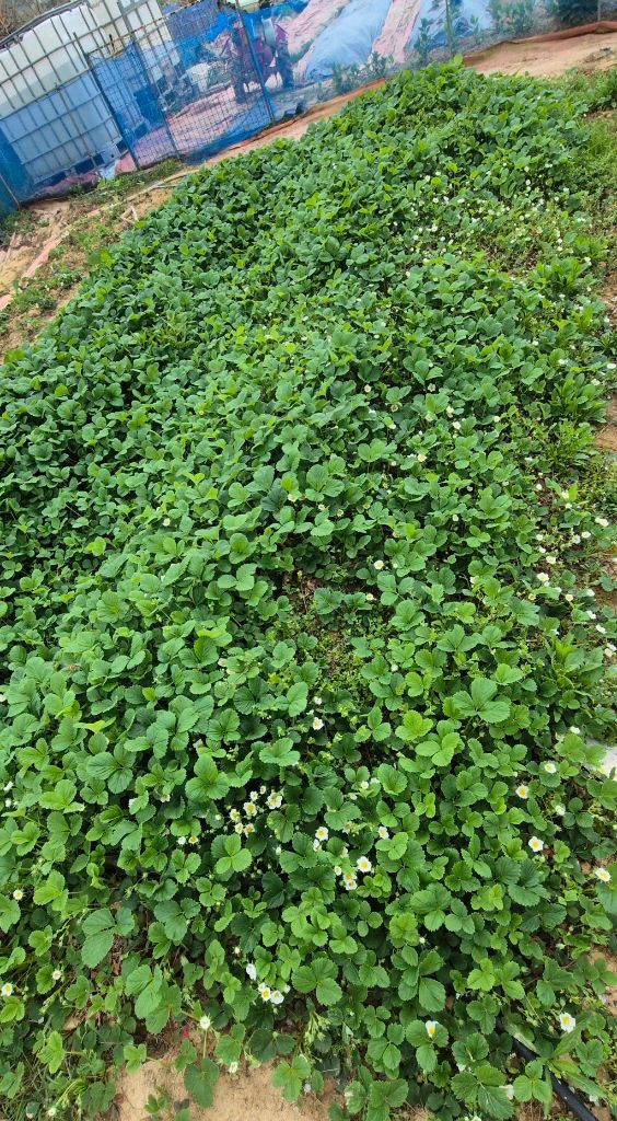 설향딸기모종300원 이미지