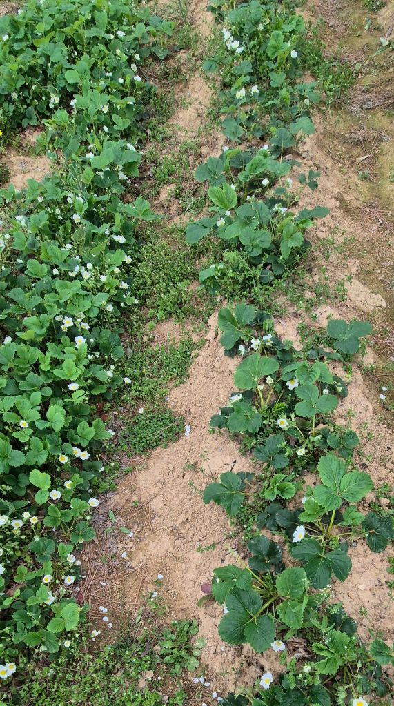 설향딸기모종300원 이미지