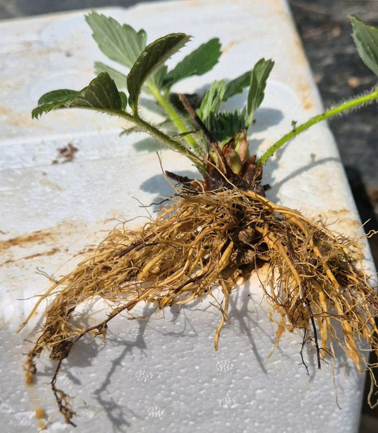 설향딸기모종300원 이미지