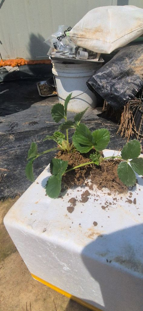 설향딸기모종300원 이미지