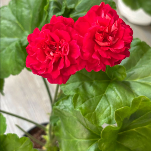 제우스의꽃 러시아제라늄 이미지