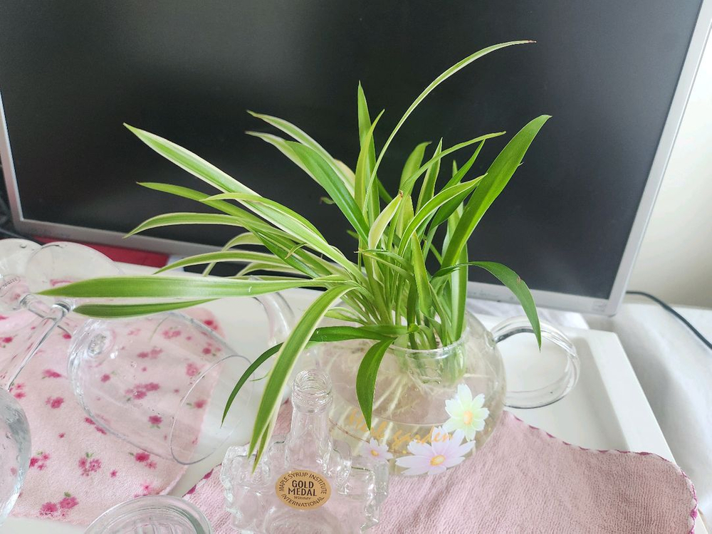 무배송)물꽂이 식물.와인잔2 등등 이미지