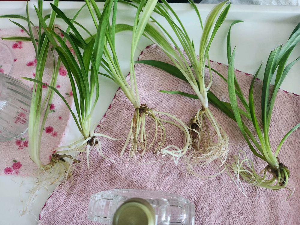 무배송)물꽂이 식물.와인잔2 등등 이미지