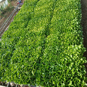 배추모종(춘광) 이미지