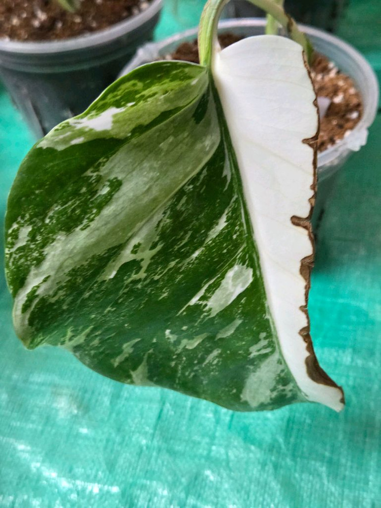 몬스테라 알보 분양 이미지