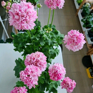 스텔라제라늄 블루퀸즈티아라 이미지