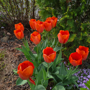 롯데속초 부여 김해 리조트 4.5월1.2.3.23.30일 이미지