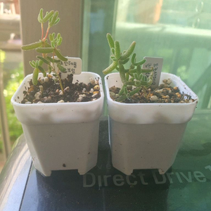 미니 드로산데뭄 글로보섬 희귀 아프리카 다육 식물 모종 2개 이미지