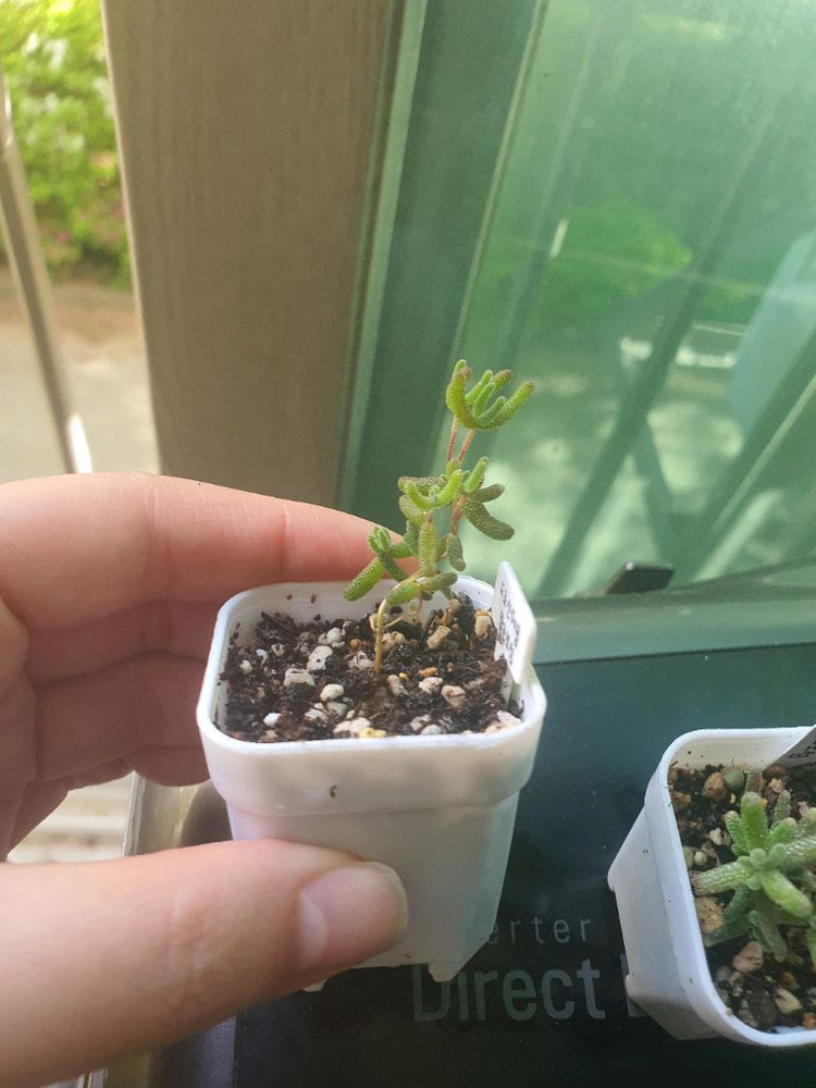 미니 드로산데뭄 글로보섬 희귀 아프리카 다육 식물 모종 2개 이미지