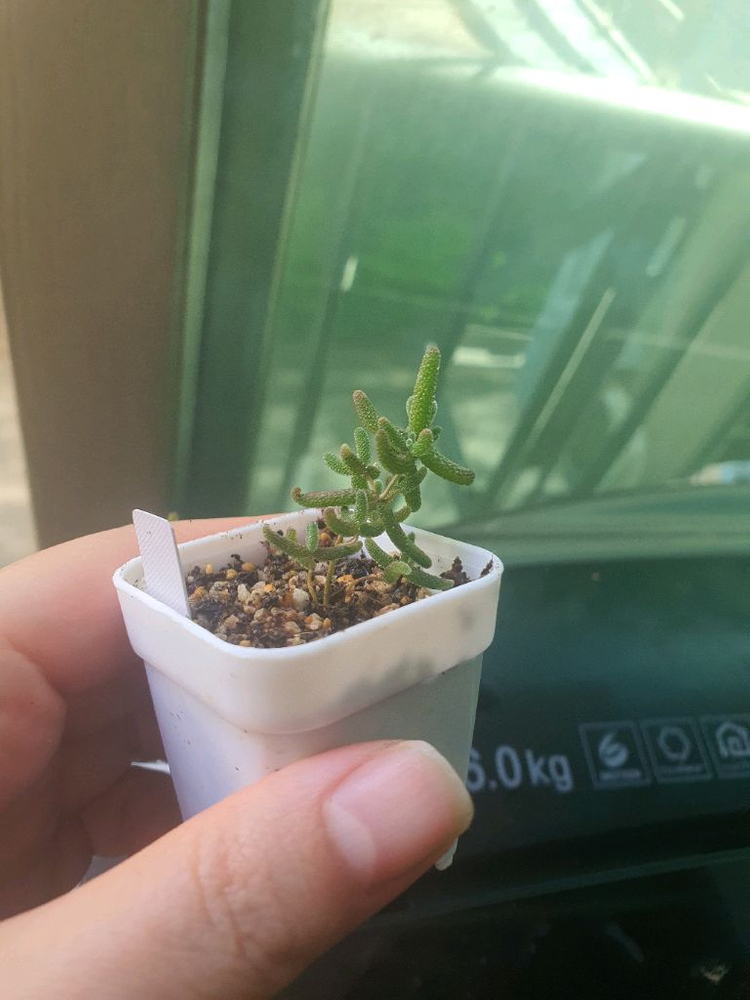 미니 드로산데뭄 글로보섬 희귀 아프리카 다육 식물 모종 2개 이미지