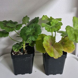 제라늄 2종 그레이스블라썸. 다나에 이미지