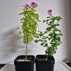 제라늄 벅스웰골든애니버셔리, 콴탁메이 이미지