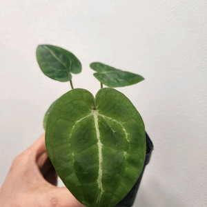 안스리움 미쉘 하이브리드 이미지